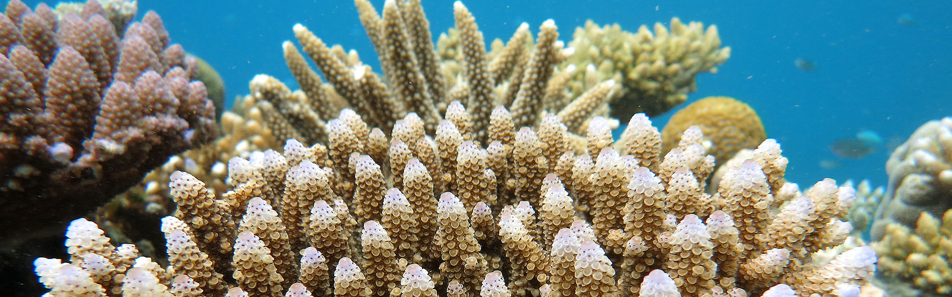 USEFUL  <span>REPORTS</span>