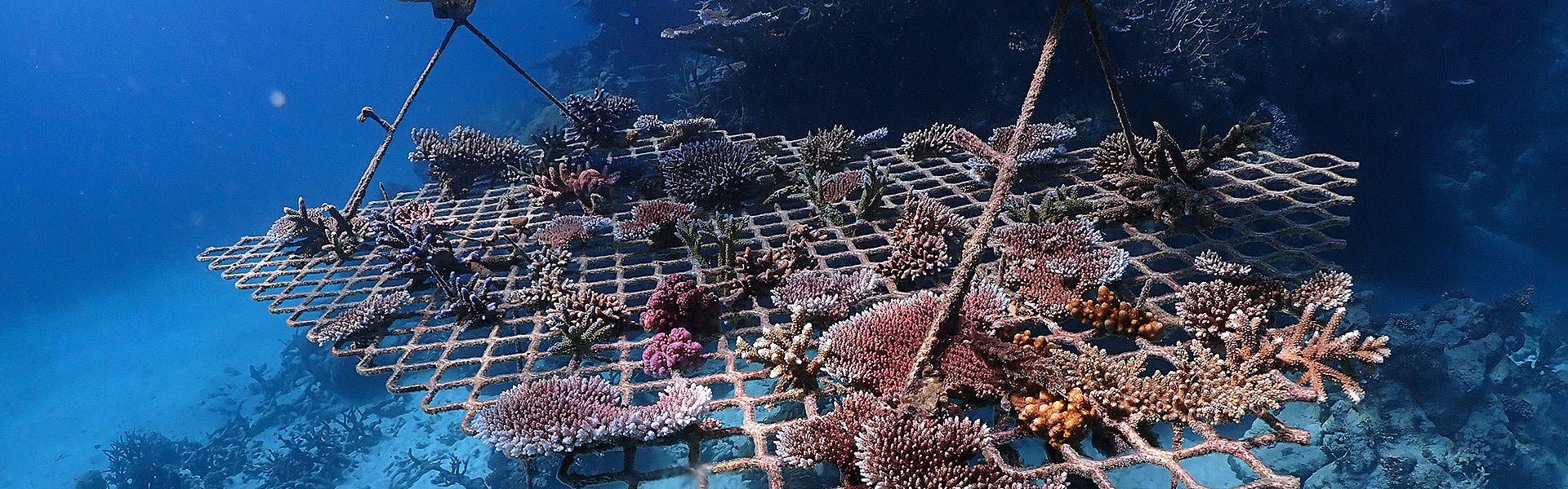 OUR METHODS <span>CORAL PROPAGATION</span>